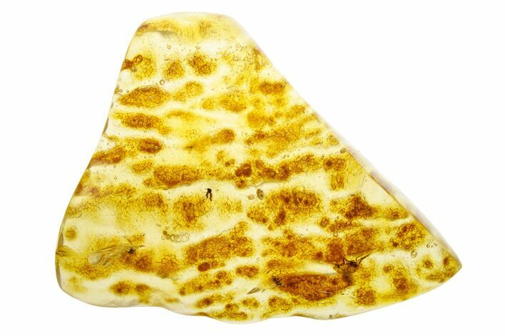 Polished Colombian Copal ( g) - Contains Spider! #355398